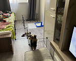 Собаки в Раменском: Малыш йорк Мальчик, 20 000 руб. - фото 5