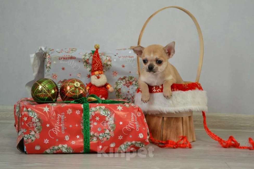 Собаки в других городах Краснодарского края: Девочка чихуа Девочка, 50 000 руб. - фото 2