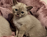 Кошки в Ростове-на-Дону: Котенок Европейской бурмы Девочка, 75 000 руб. - фото 1