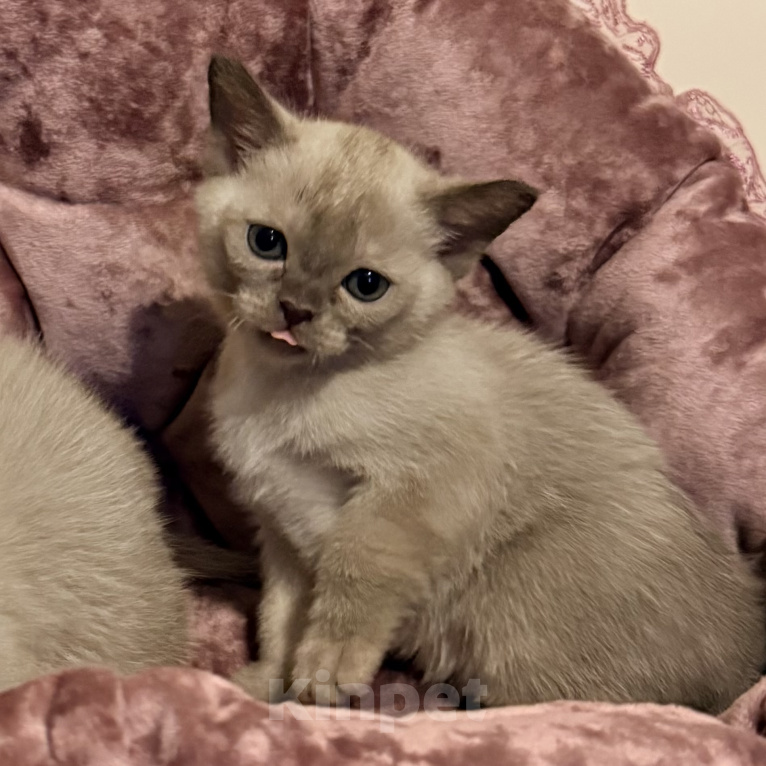 Кошки в Ростове-на-Дону: Котенок Европейской бурмы Девочка, 75 000 руб. - фото 1