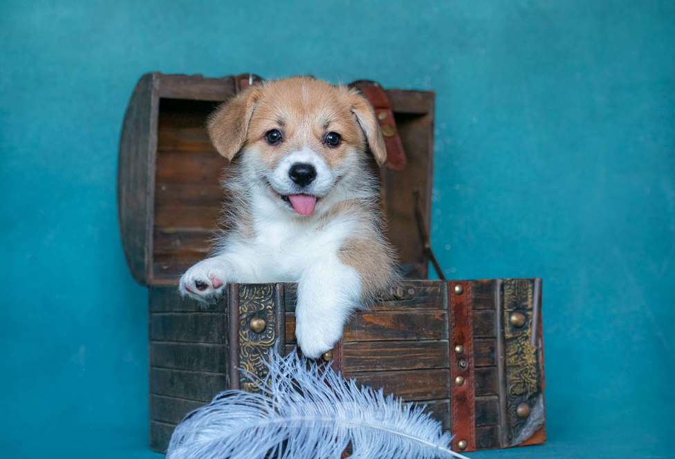 Собаки в Москве: Тутси Из Басвет Прайд  Девочка, 90 000 руб. - фото 2