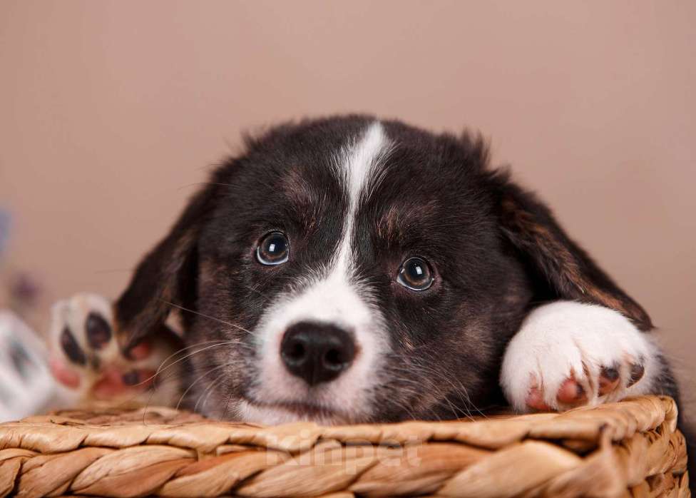 Собаки в других городах Ленинградской области: Стандартный кобель вельш корги кардиган ждёт вас !  Мальчик, 60 000 руб. - фото 3