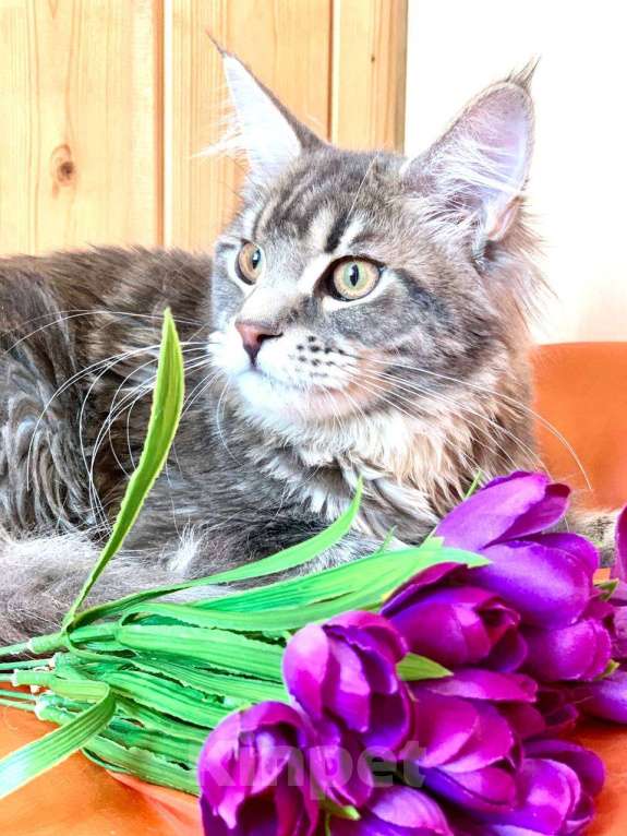 Кошки в Челябинске: 🔥🔥🔥 КОТЕНОК МЕЙН-КУН ДЕВОЧКА Девочка, Бесплатно - фото 5