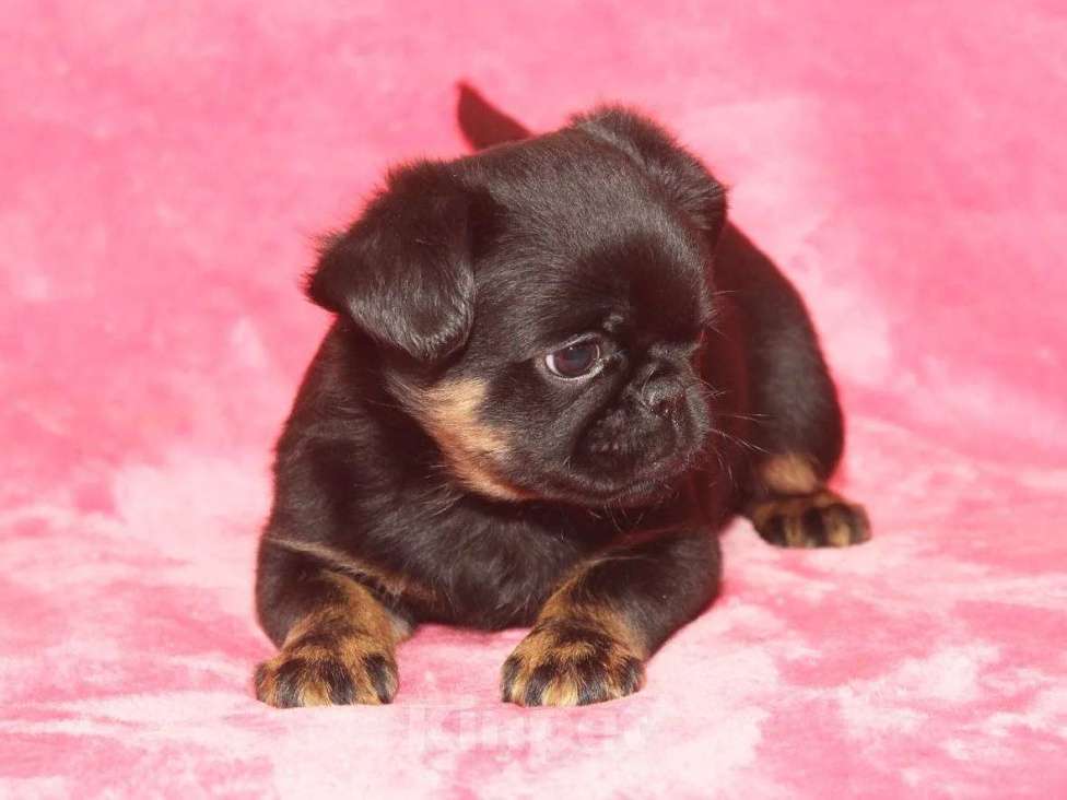 Собаки в Санкт-Петербурге: Красотка Девочка, 80 000 руб. - фото 8