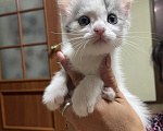 Кошки в Омске: Отдаю котят в добрые руки Разнополые, Бесплатно - фото 5