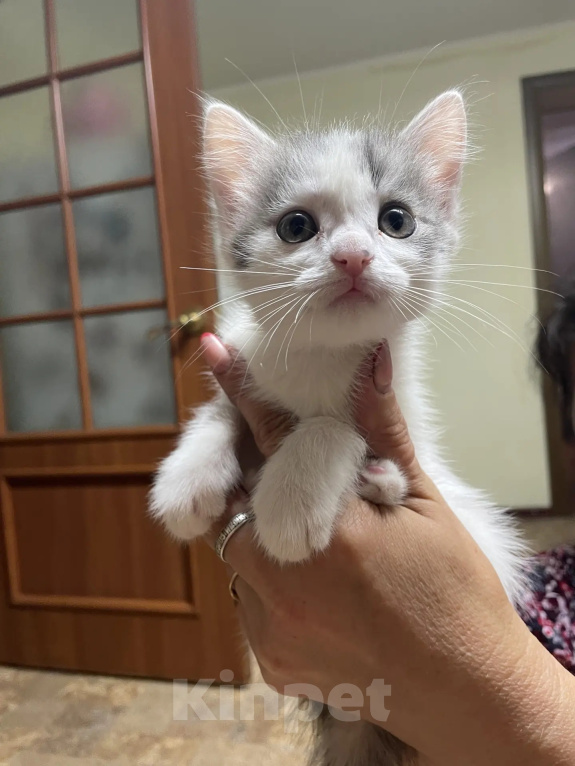 Кошки в Омске: Отдаю котят в добрые руки Разнополые, Бесплатно - фото 5