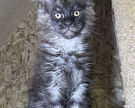 Кошки в Дмитрове: Котята мейн-кун Мальчик, 65 000 руб. - фото 4