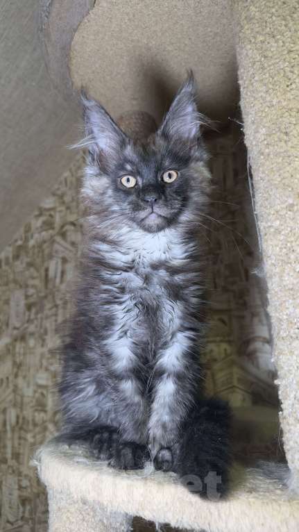 Кошки в Дмитрове: Котята мейн-кун Мальчик, 65 000 руб. - фото 4