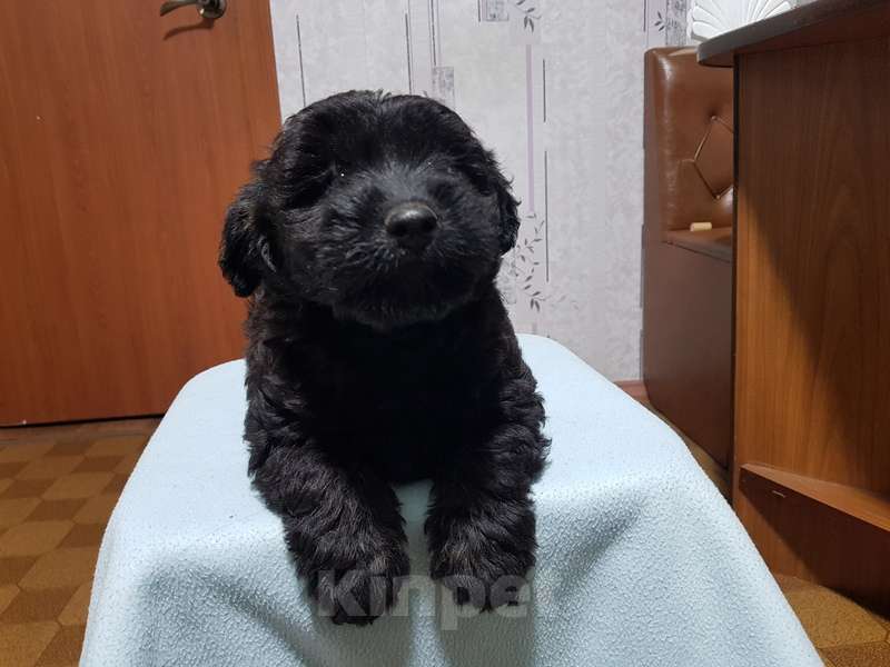 Собаки в Москве: Щенки коротколапики в добрые руки Мальчик, Бесплатно - фото 3