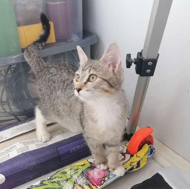 Кошки в Москве: Серый котенок девочка Манулка в добрые руки Девочка, Бесплатно - фото 2