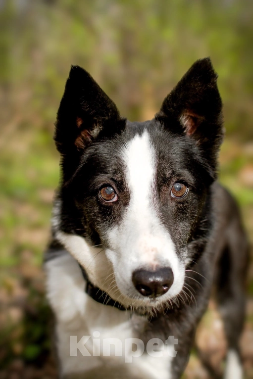 Собаки в Москве: Хаку в поисках своей семьи!  Мальчик, Бесплатно - фото 5