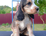 Собаки в Зеленограде: Английский кокер спаниель щенки Мальчик, 30 000 руб. - фото 8