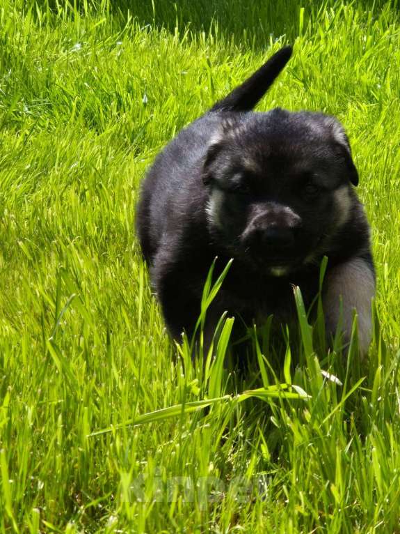 Собаки в других городах Краснодарского края: Щенки  восточноевропейской овчарки Мальчик, Бесплатно - фото 5