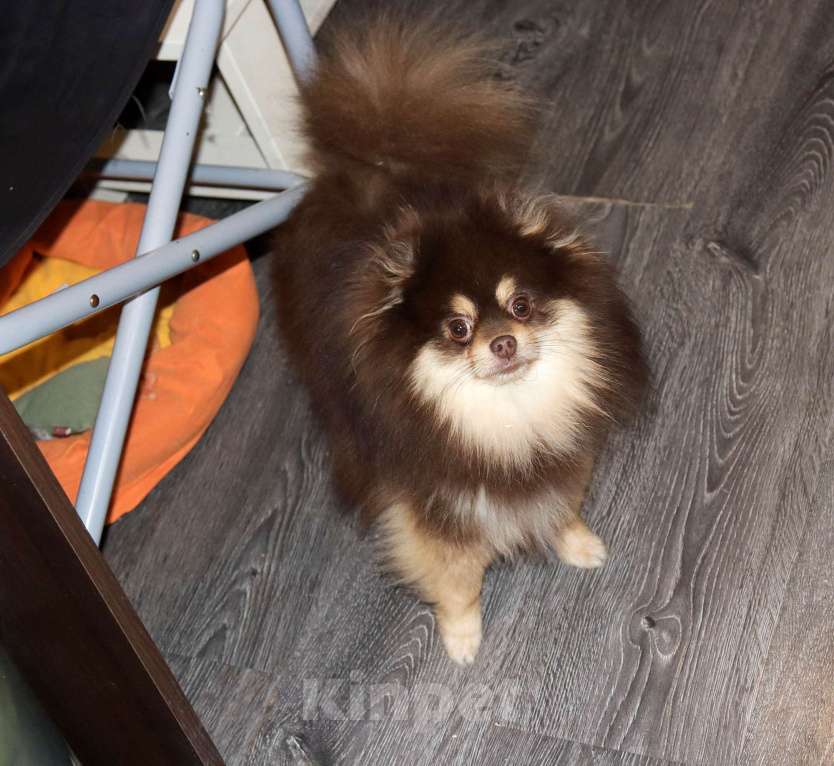 Собаки в Москве: взрослый кобель Шпица Мальчик, 55 000 руб. - фото 8