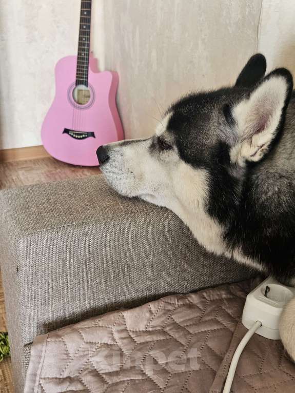 Собаки в Казани: Сибирский хаски в добрые руки Мальчик, Бесплатно - фото 3