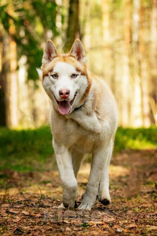 Собаки в Москве: Красавчик хаски Харт в добрые руки Мальчик, Бесплатно - фото 3
