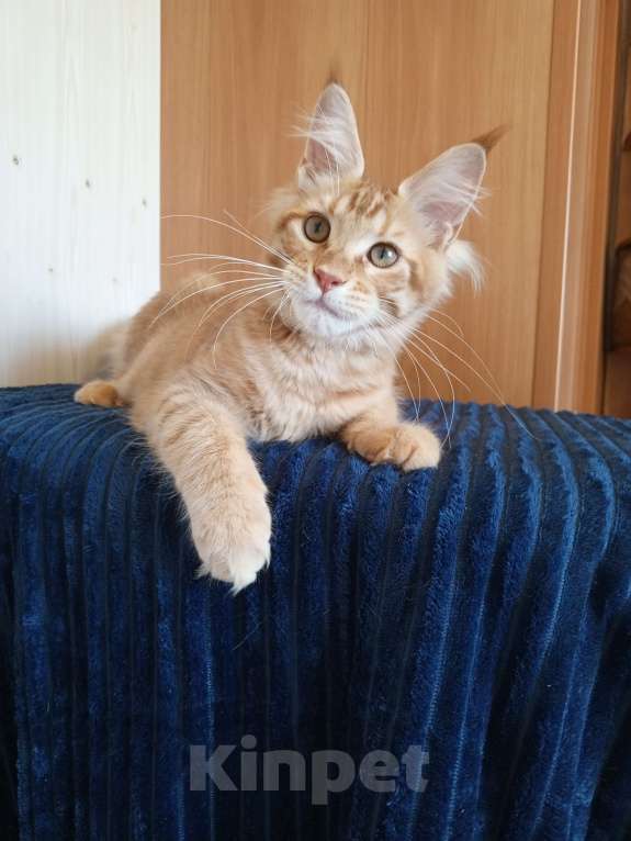 Кошки в Владимире: Кот , мейн-кун , красный тигр Мальчик, 40 000 руб. - фото 2