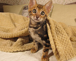 Кошки в Краснодаре: Шёлковый мраморный бенгал для души и в разведение Мальчик, 15 000 руб. - фото 1