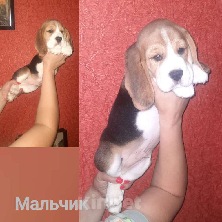 Собаки в Ярославле: Щенки Бигль Девочка, 35 000 руб. - фото 4