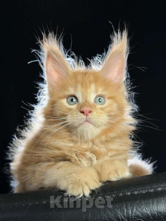 Кошки в Москве: Vasilisa Ventura-House.com Девочка, 100 000 руб. - фото 7