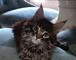 Кошки в Шатуре: Мей-кун котенок Девочка, 10 000 руб. - фото 7