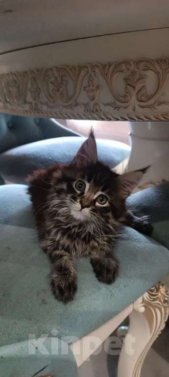 Кошки в Шатуре: Мей-кун котенок Девочка, 10 000 руб. - фото 7