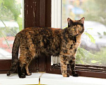 Кошки в Москве: Ласковая трехцветная кошка Мася ищет дом Девочка, Бесплатно - фото 2