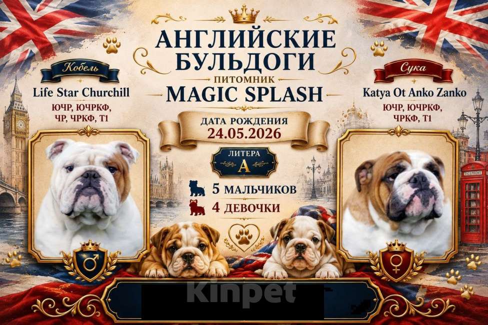 Собаки в Йошкаре-Оле: Шикарные детки английского бульдога Мальчик, 80 000 руб. - фото 1