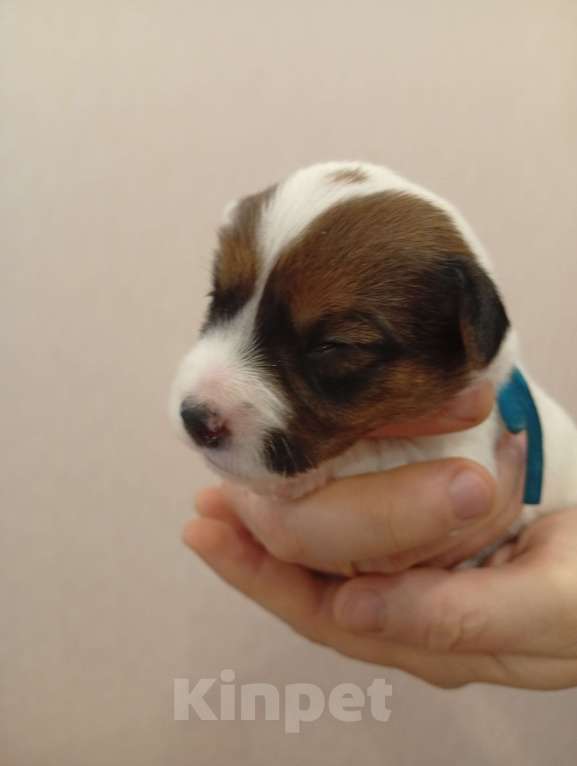 Собаки в Дмитрове: Мальчик Мальчик, 30 000 руб. - фото 1