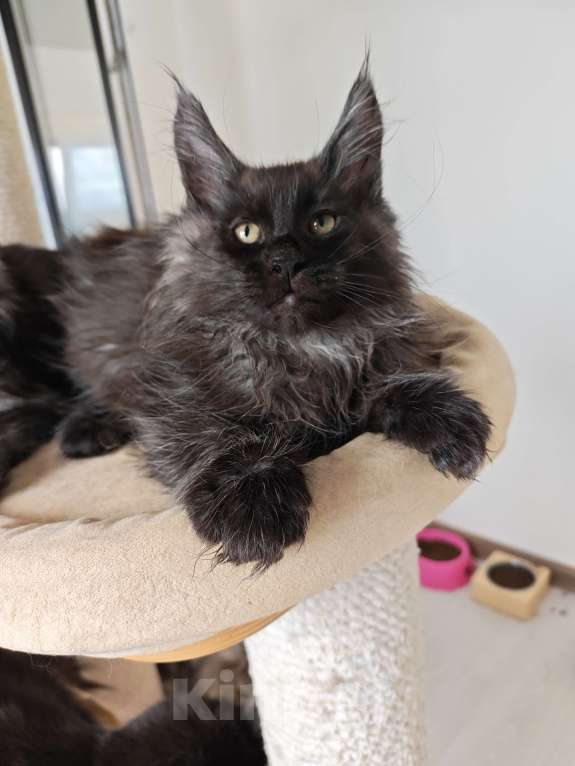 Кошки в Павловском Посаде: Мейн-кун мальчик 2 месяца Мальчик, 37 000 руб. - фото 1