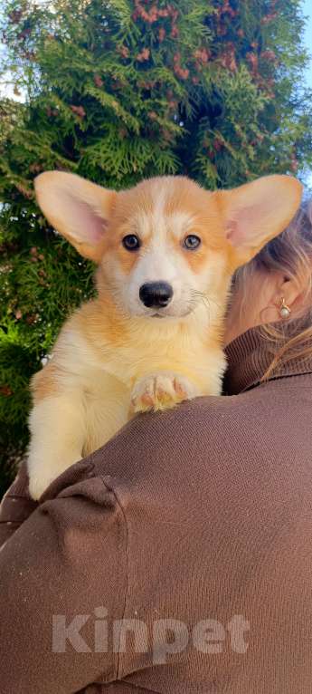 Собаки в Дмитрове: Корги щенки Девочка, 40 000 руб. - фото 1