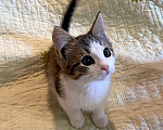 Кошки в Москве: Котенок-девочка, 2,5 месяца Девочка, 1 000 руб. - фото 9