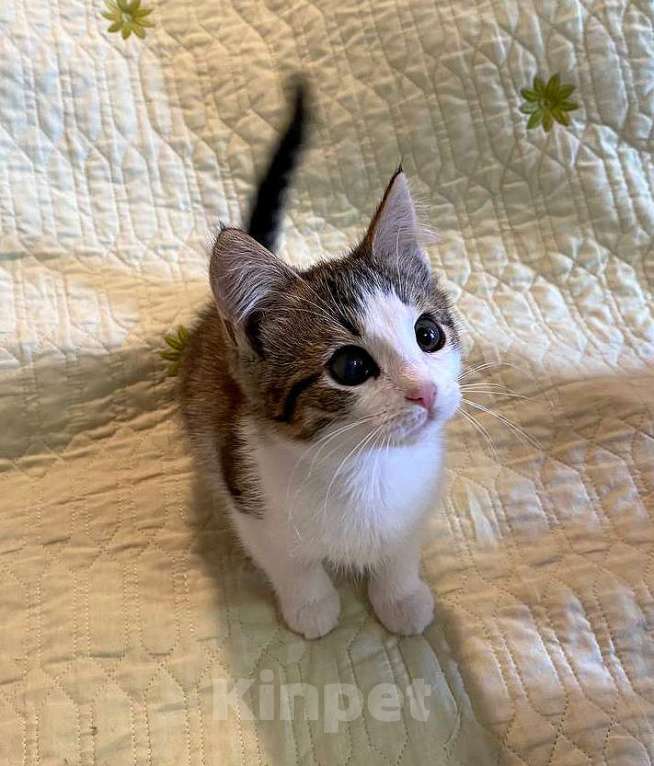 Кошки в Москве: Котенок-девочка, 2,5 месяца Девочка, 1 000 руб. - фото 9