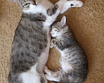 Кошки в других городах Краснодарского края: Котёнок в добрые руки Девочка, 500 руб. - фото 4