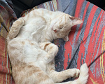 Кошки в Рязани: Котик в добрые руки Мальчик, Бесплатно - фото 2