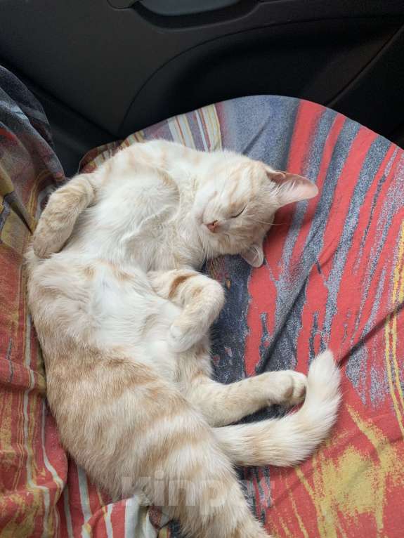 Кошки в Рязани: Котик в добрые руки Мальчик, Бесплатно - фото 2