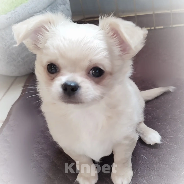 Собаки в других городах Калужской области: Кремовый мальчик чихуахуа Мальчик, 40 000 руб. - фото 2