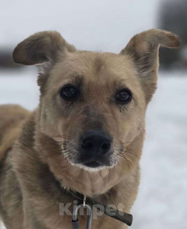 Собаки в Королеве: Мушка. 9 долгих лет в приюте! Девочка, Бесплатно - фото 1