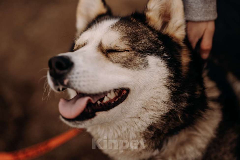 Собаки в Москве: Собака - улыбака и очень ласковый Котёнок просится жить в семью, где знают, что такое верность Мальчик, Бесплатно - фото 4