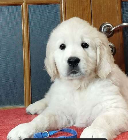 Собаки в Москве: щенки золотистого ретривера Девочка, 70 000 руб. - фото 1