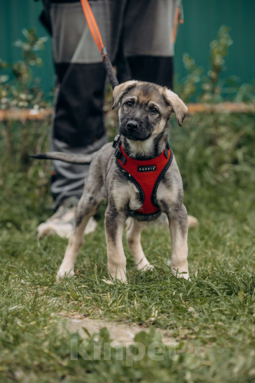 Собаки в Москве: Щенок бесплатно Москва Мальчик, Бесплатно - фото 3