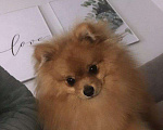 Собаки в Перми: Шпиц вязка, 1 руб. - фото 2