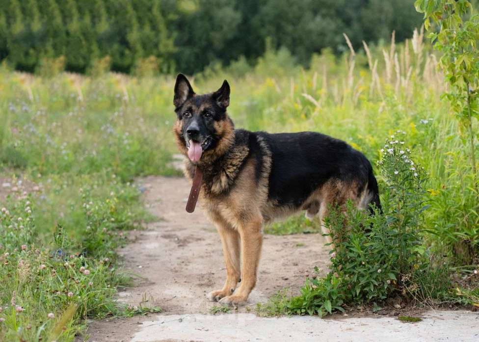 Собаки в Москве: Немецкая овчарка в добрые руки Мальчик, Бесплатно - фото 2