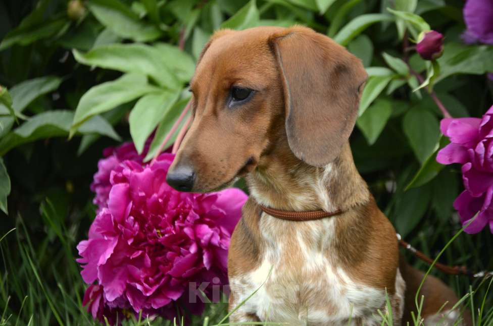 Собаки в Тольятти: Такса стандартная (гладкошерстная) Девочка, 70 000 руб. - фото 2