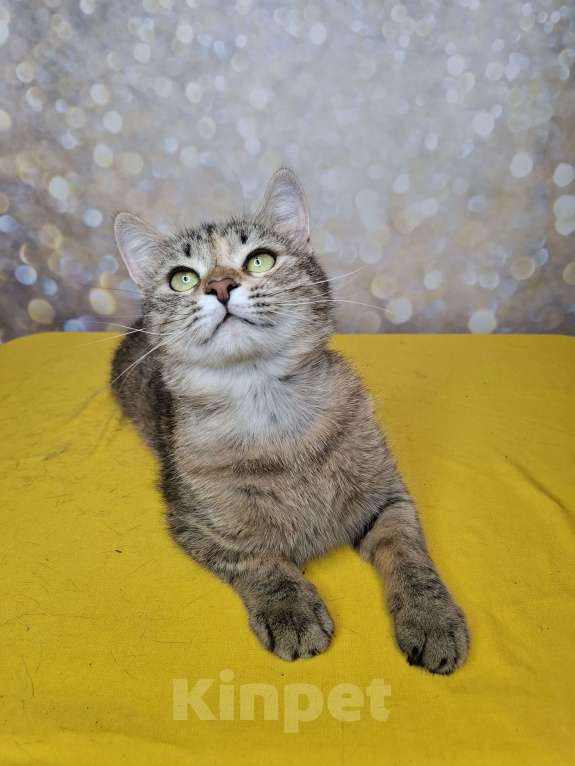 Кошки в Москве: Кошка в добрые руки Девочка, Бесплатно - фото 2