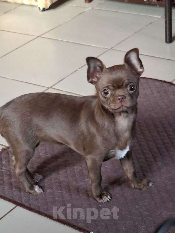 Собаки в других городах Калужской области: Шоколадная девочка Девочка, 65 000 руб. - фото 6