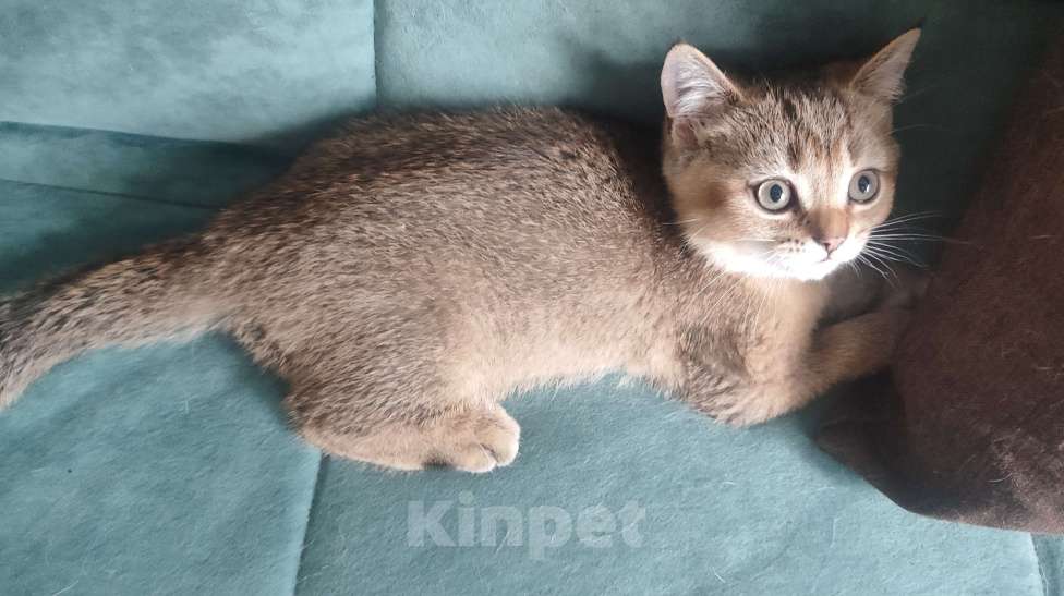 Кошки в Екатеринбурге: Шотландские котята золотая шиншилла Мальчик, Бесплатно - фото 4