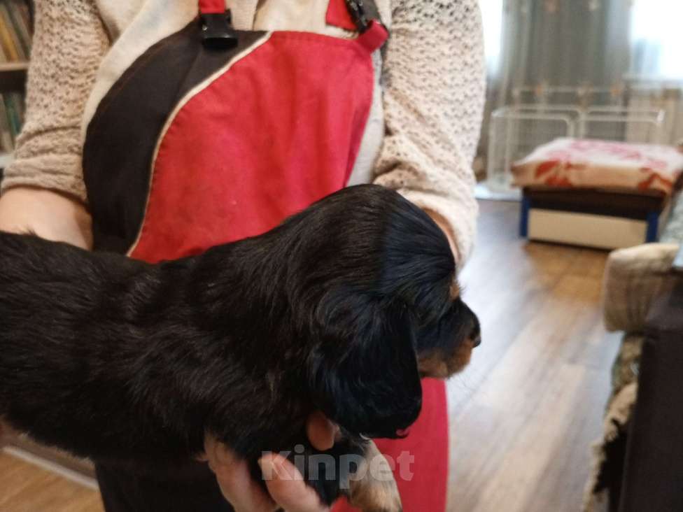 Собаки в Санкт-Петербурге: Такса карликовая длинношерстная девочка 1,5 мес. Девочка, 15 000 руб. - фото 4