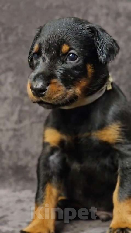 Собаки в Москве: Щенки добермана Девочка, Бесплатно - фото 2