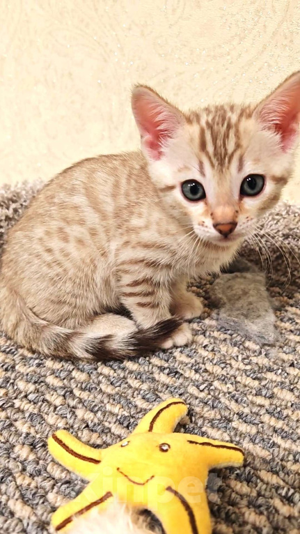 Кошки в Москве: Леопардовая розетка бенгальского котенка Девочка, 25 000 руб. - фото 2